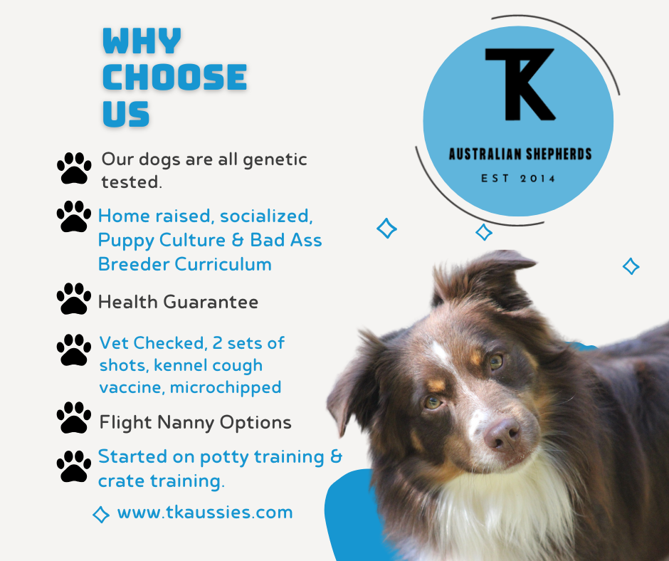 ASDR Miniature Australian Shepherds
