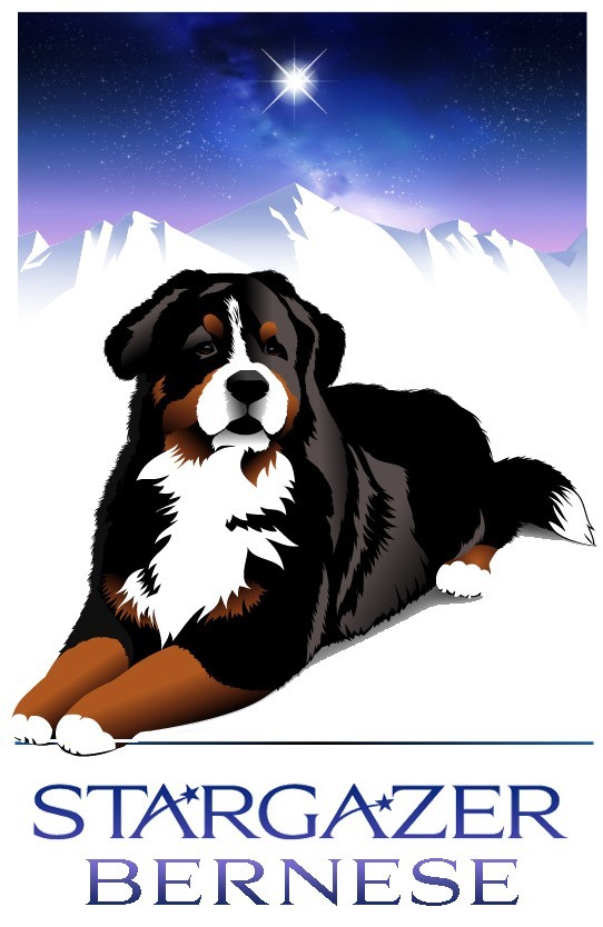 Stargazer Bernese