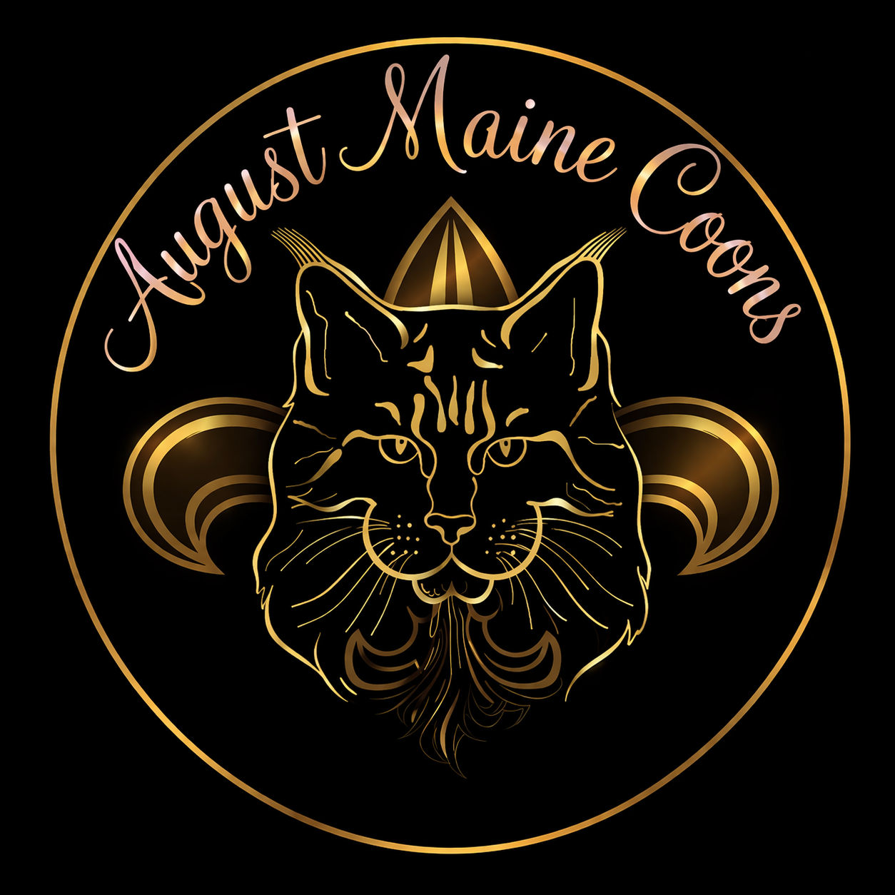 August Maine Coons