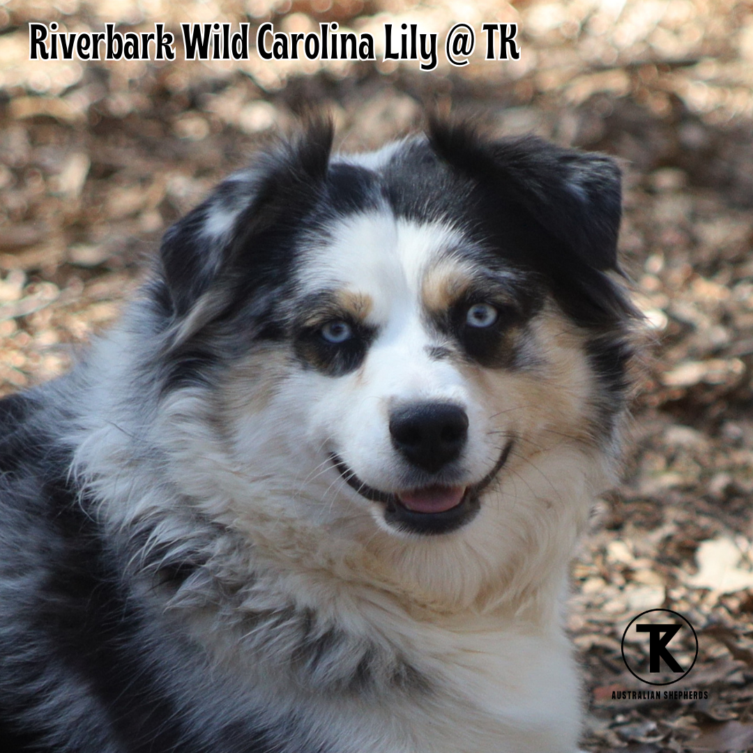 Riverbarks Wild Carolina Lily
