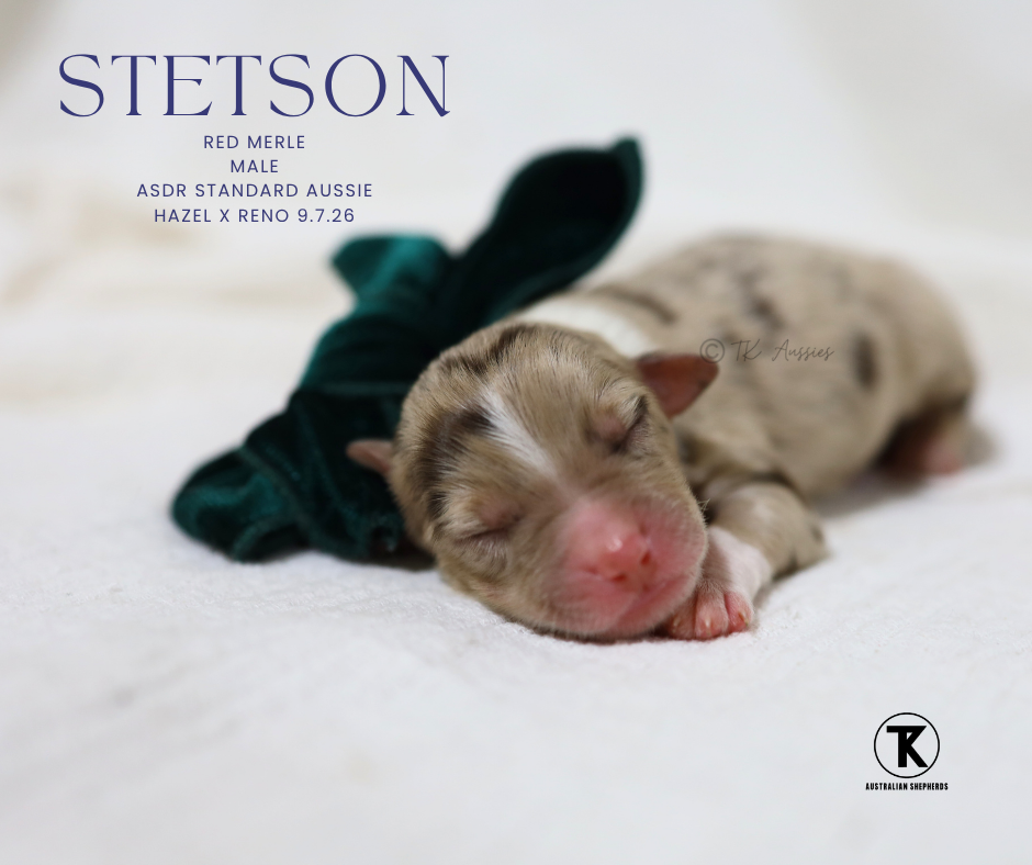 Stetson RMM6