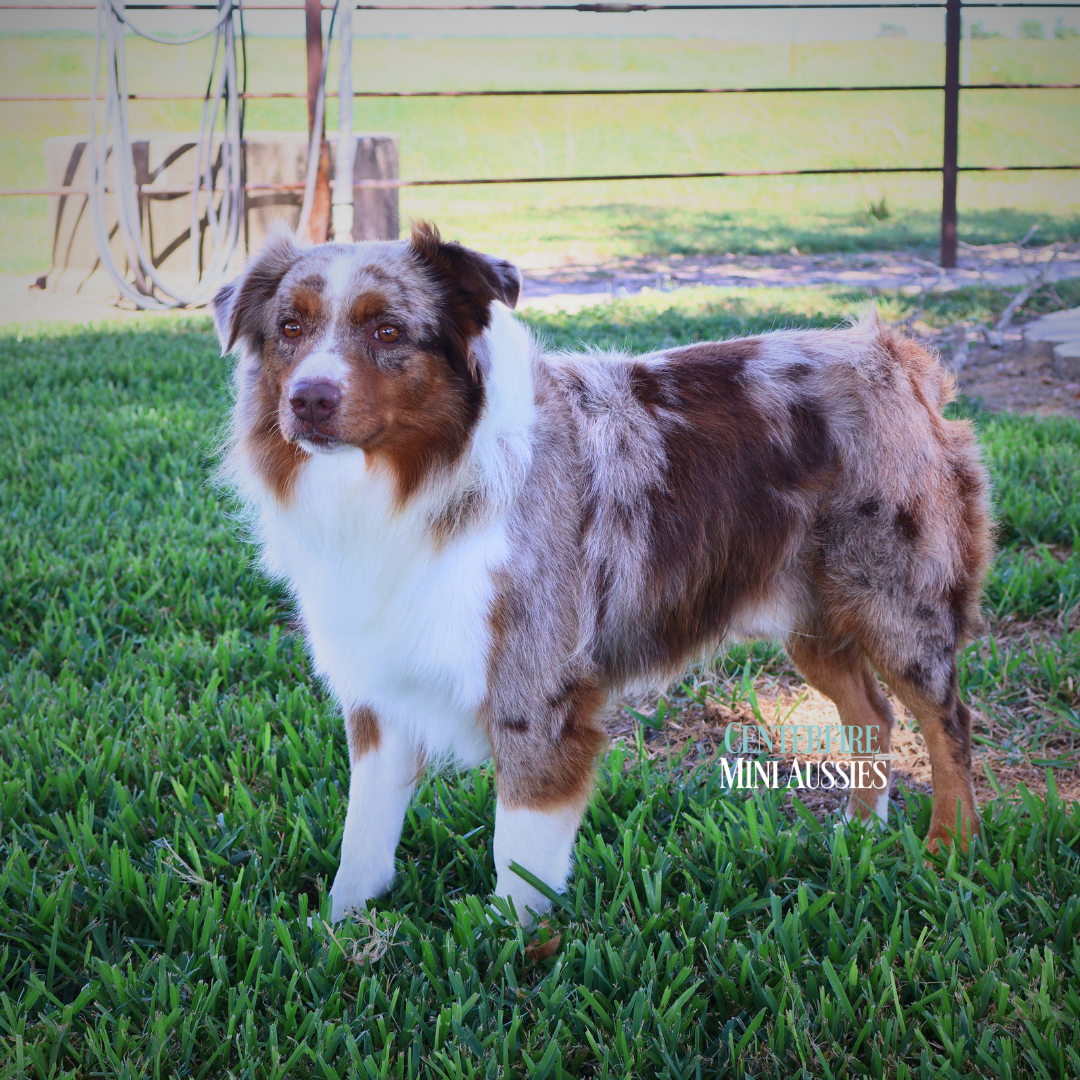 Cowboy's Ruger