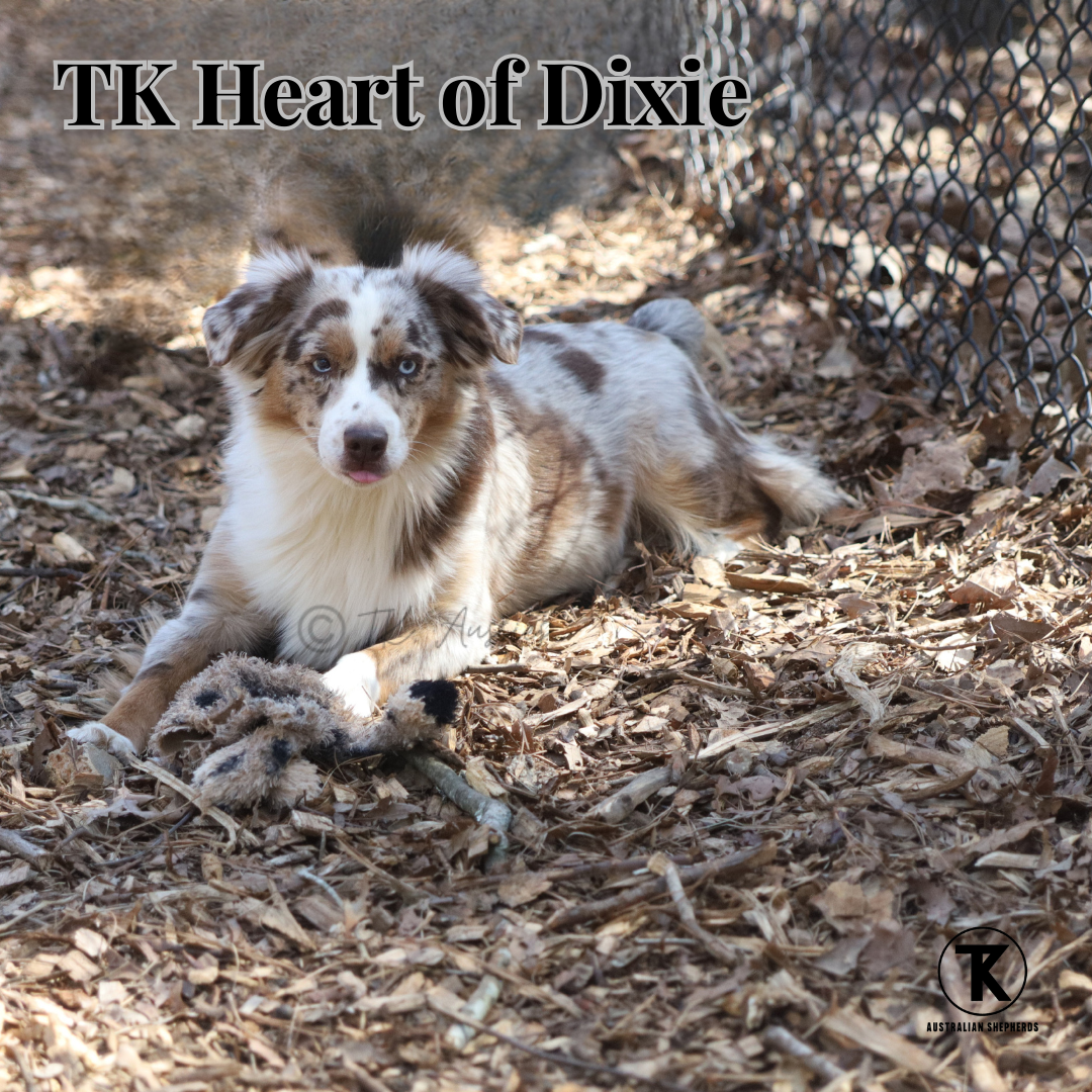 TK Heart of Dixie