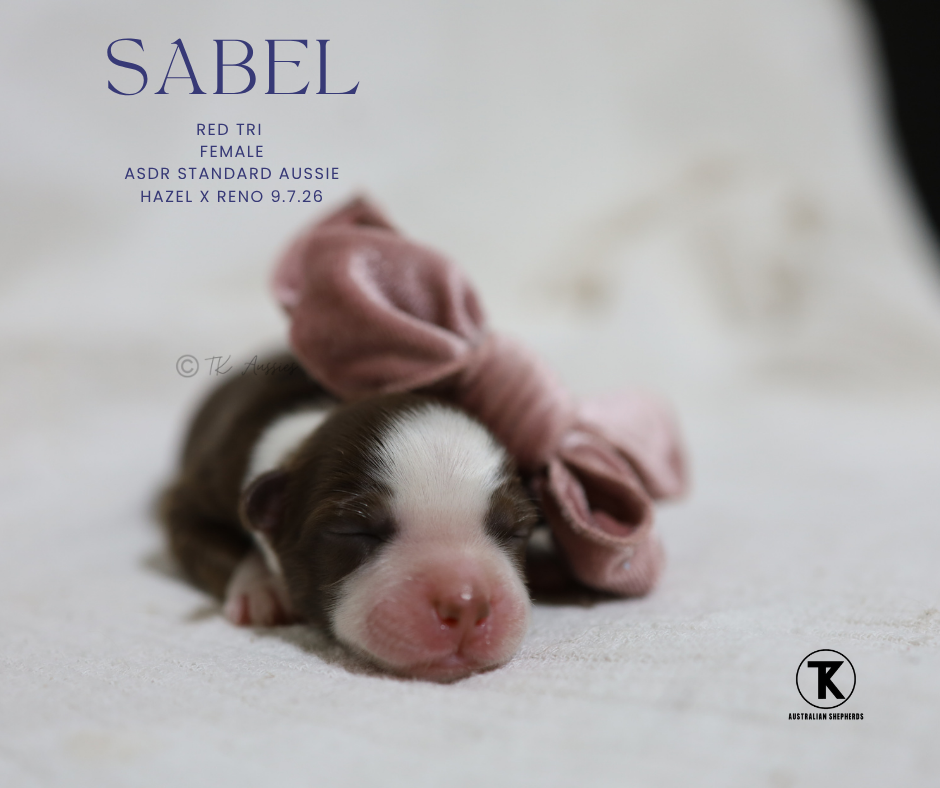 Sable RTF8