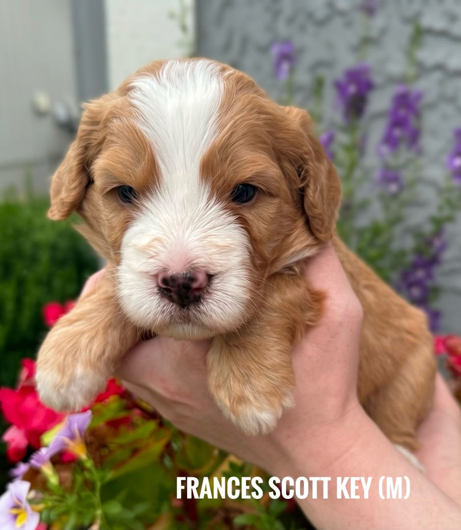 red - Frances Scott Key