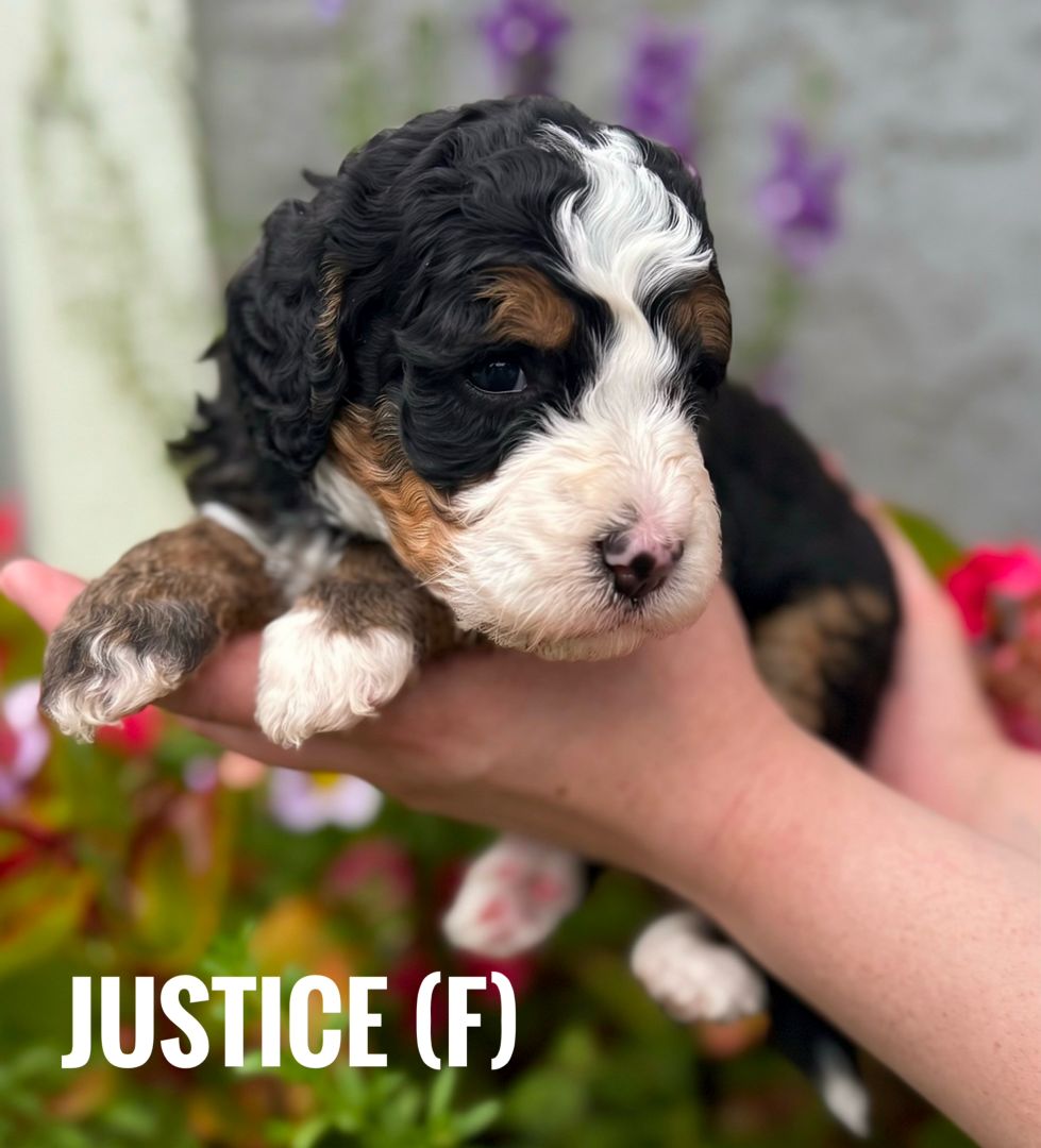 purple - Justice