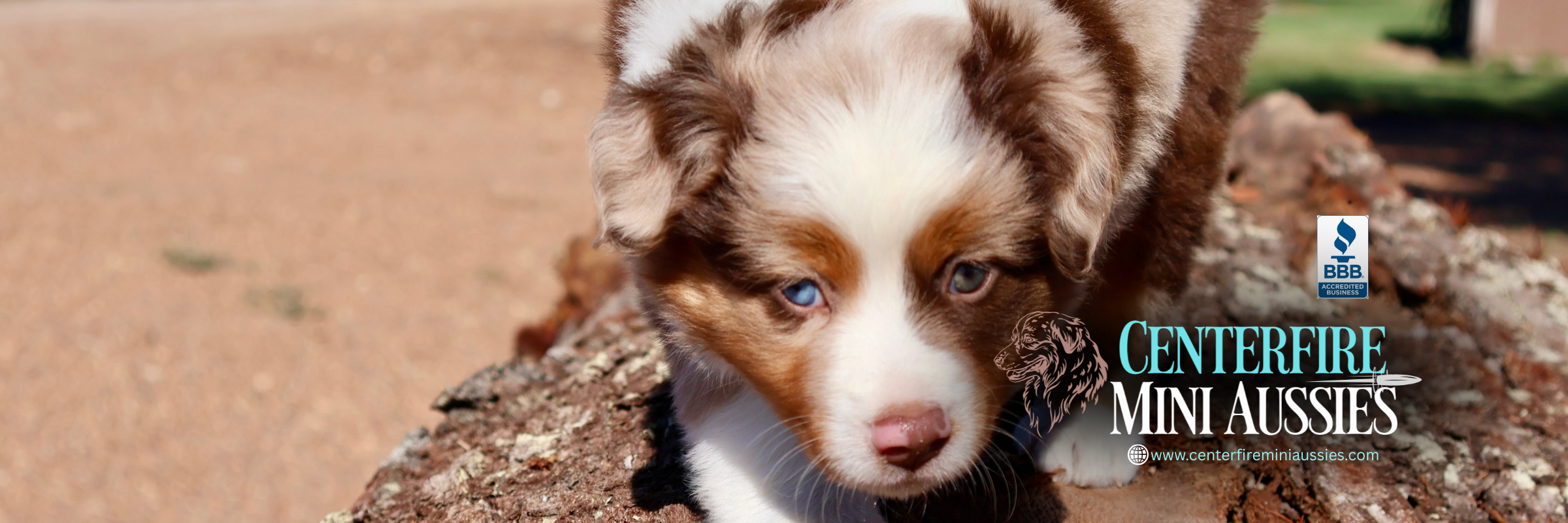 Centerfire Mini Aussies — breeder profile banner