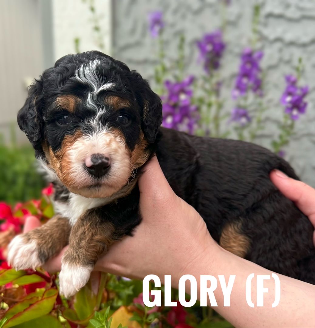 white - Glory