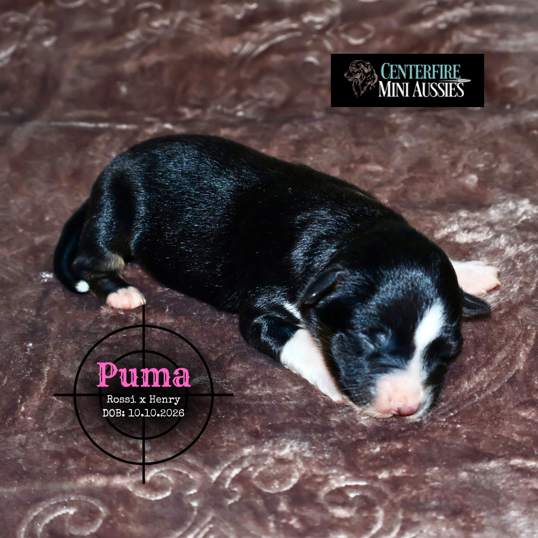 Puma