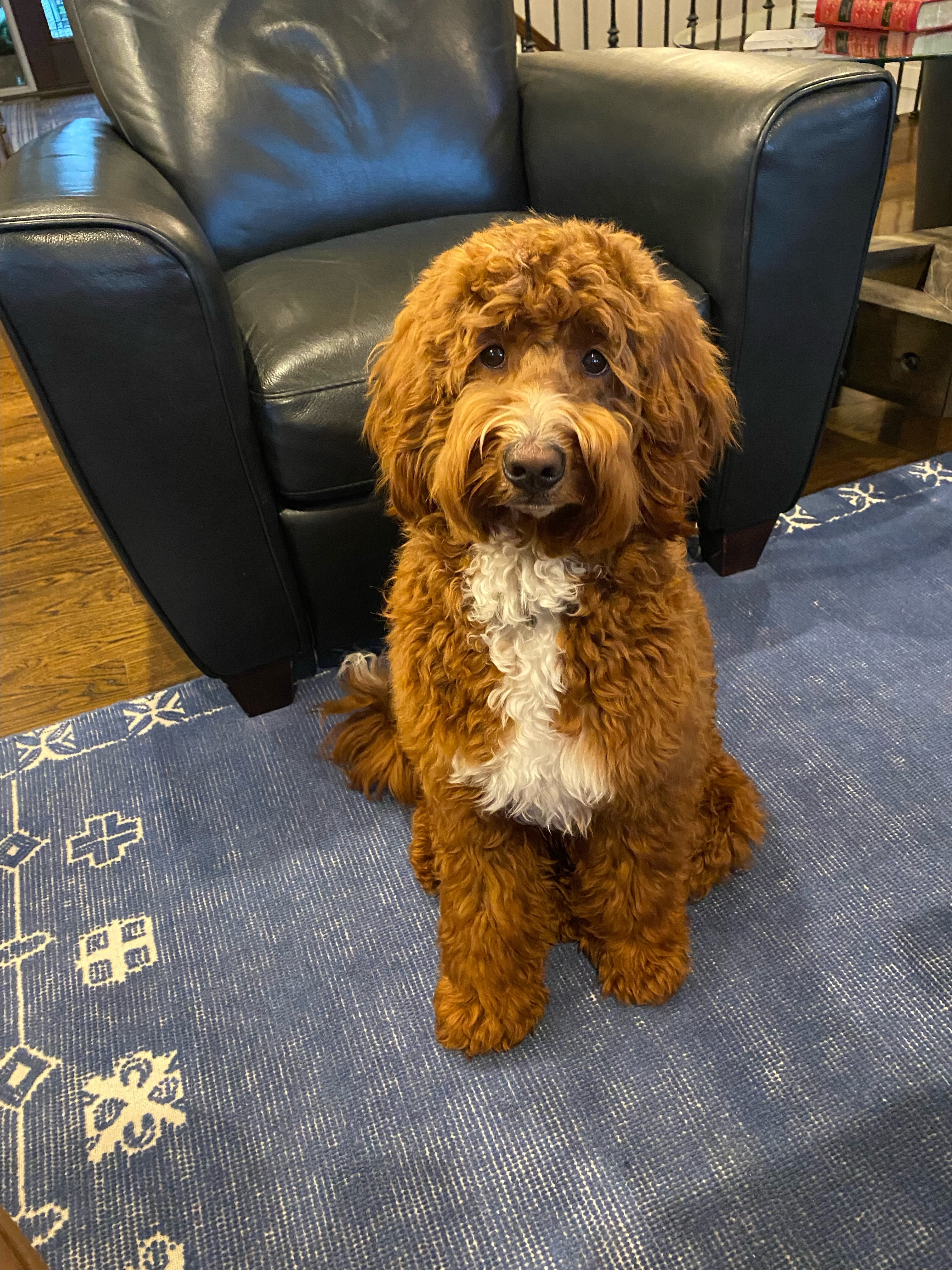 Finn