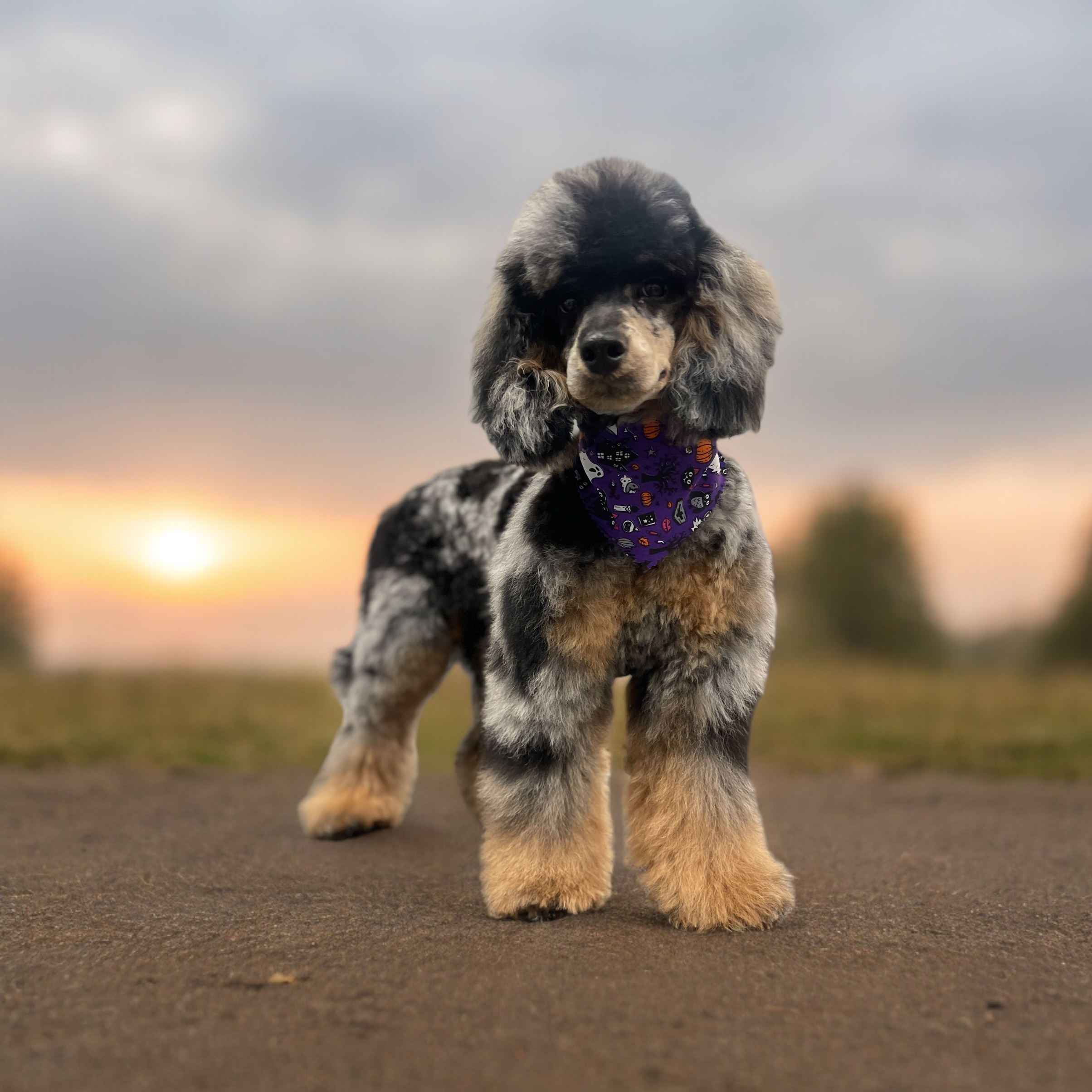 Oso