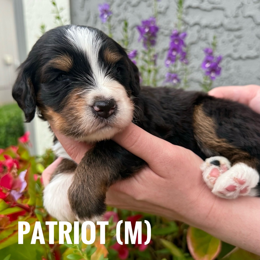 blue - Patriot