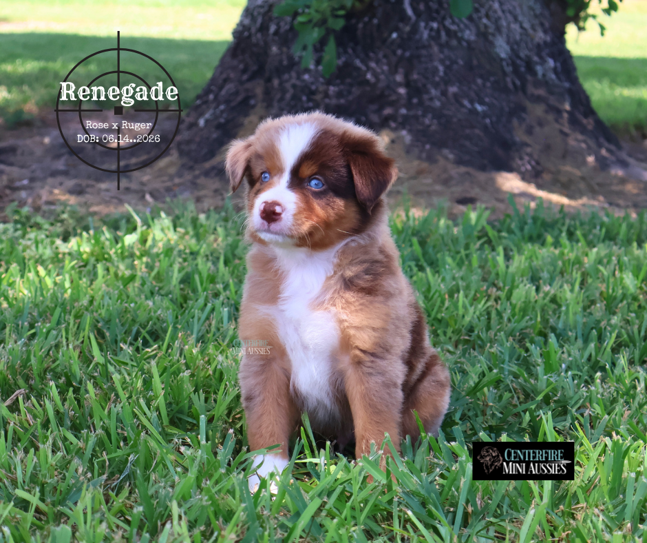 Renegade