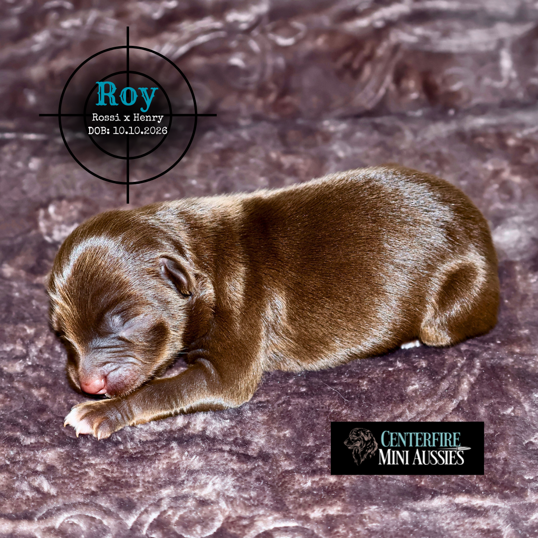 Roy