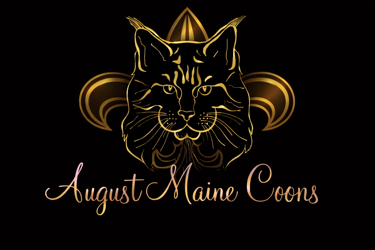 August Maine Coons — breeder profile banner