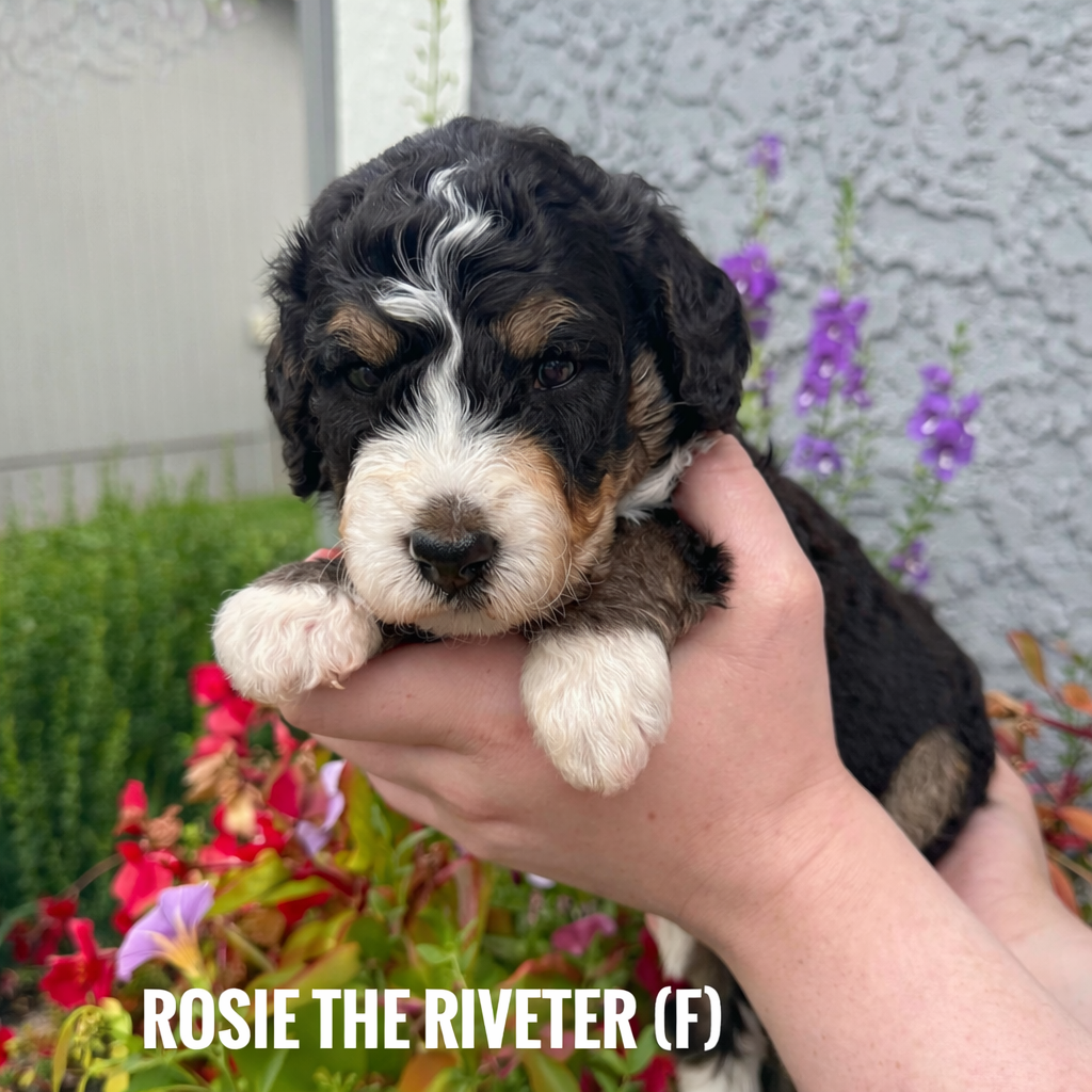orange - Rosie the riveter