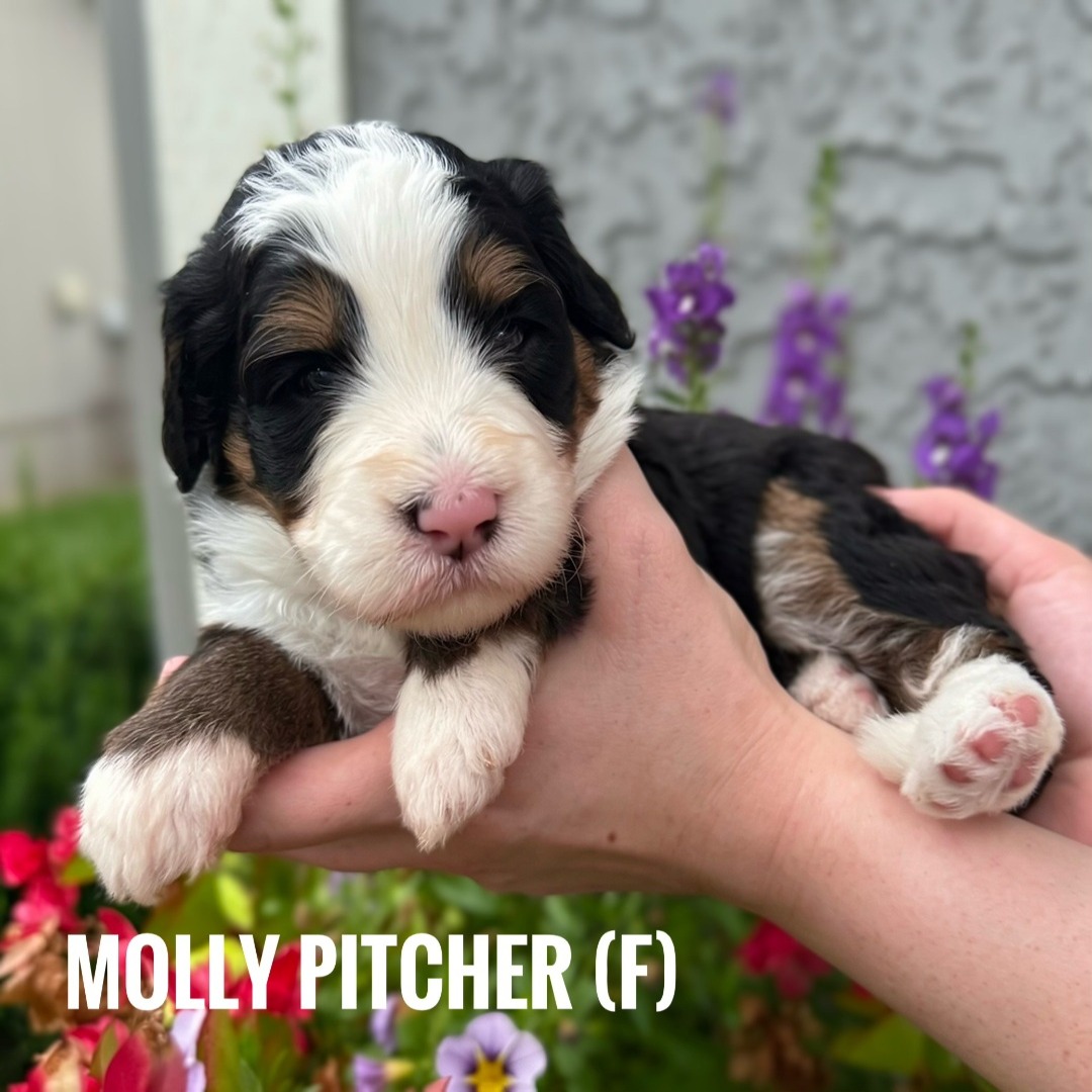 green - Molly Pitcher