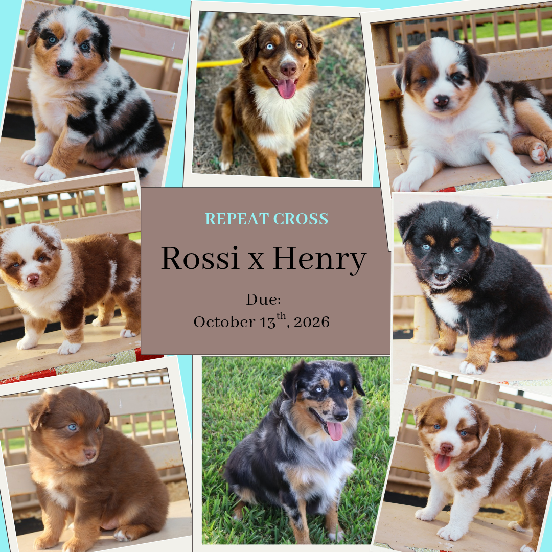 Salt N Sass's Single Shot Rossi @ CMA x Kuttin' Ups Henry Golden Boy @ CMA, Summer 2026