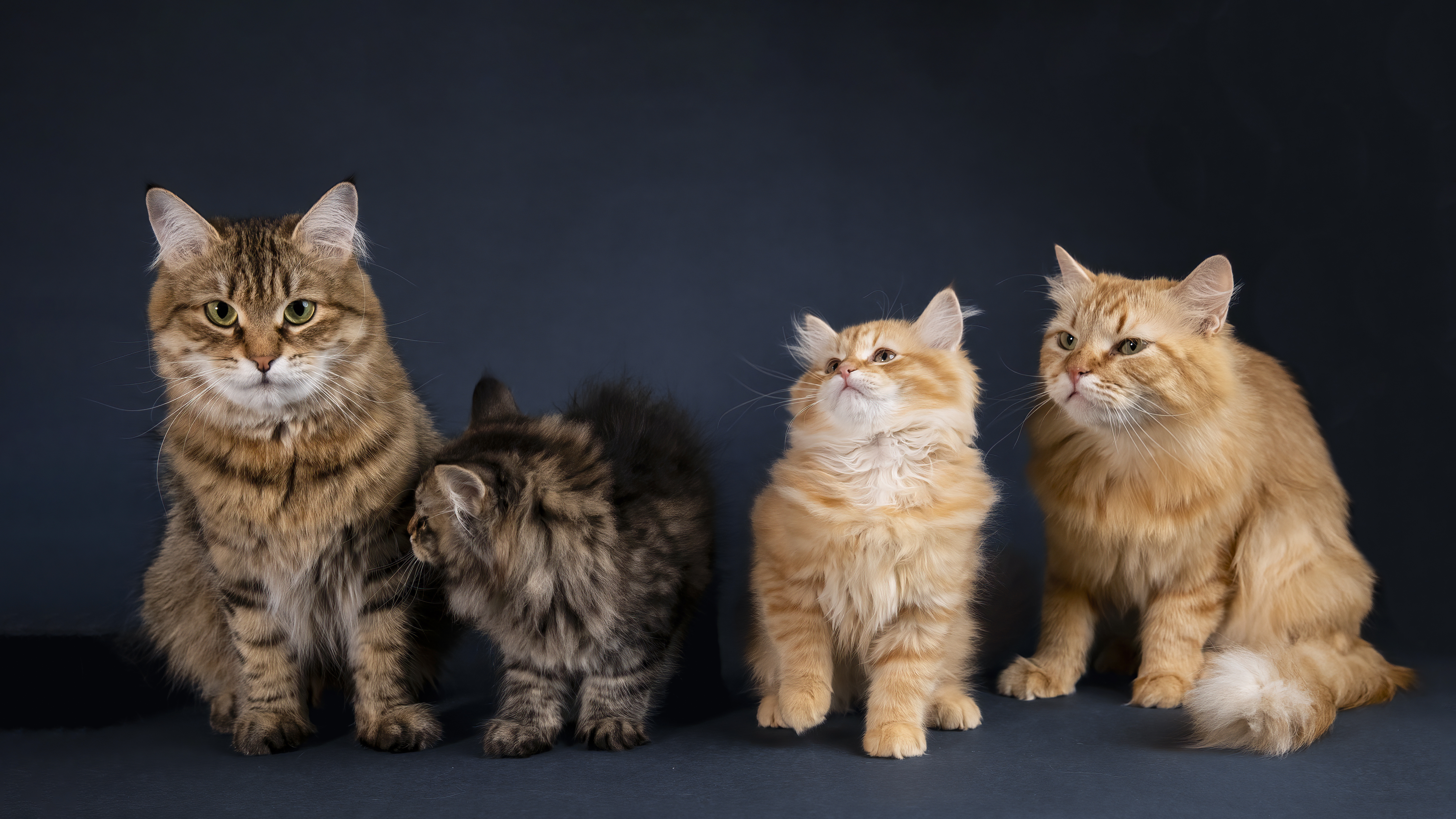 Senge Siberians — breeder profile banner