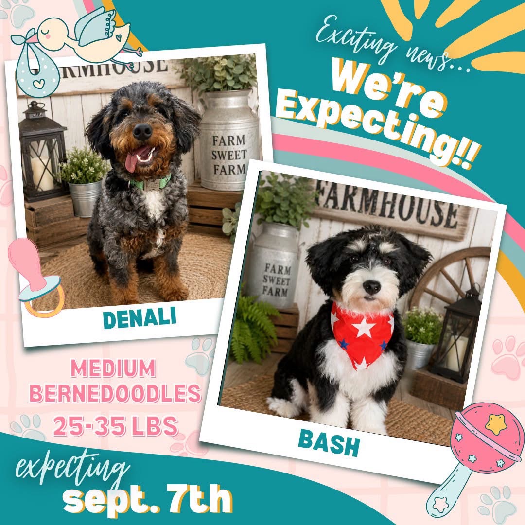 Denali x Bash