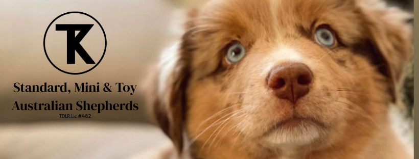 TK Standard, Mini, & Toy Aussies on BreederHQ Marketplace
