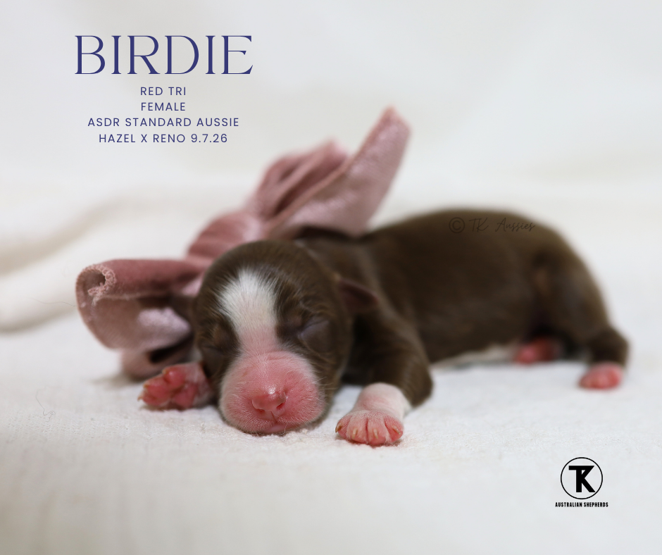 Birdie RTF5