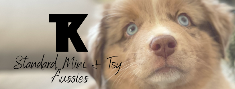 TK Standard, Mini, & Toy Aussies on BreederHQ Marketplace