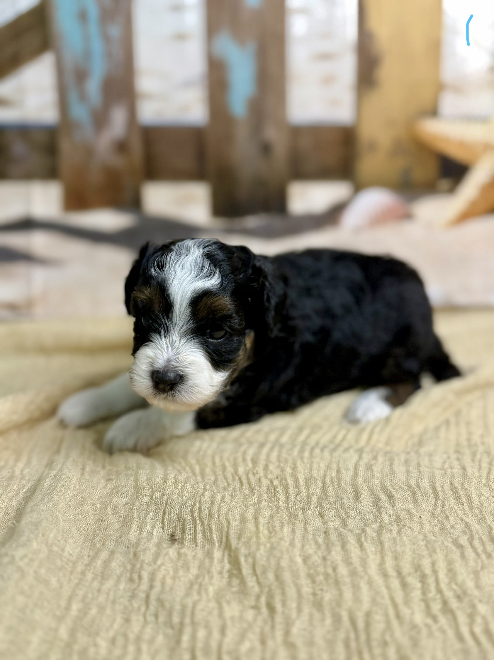 Oliver