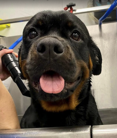 Scenthound - COMING SOON! Olathe (119th & Blackbob) - 4