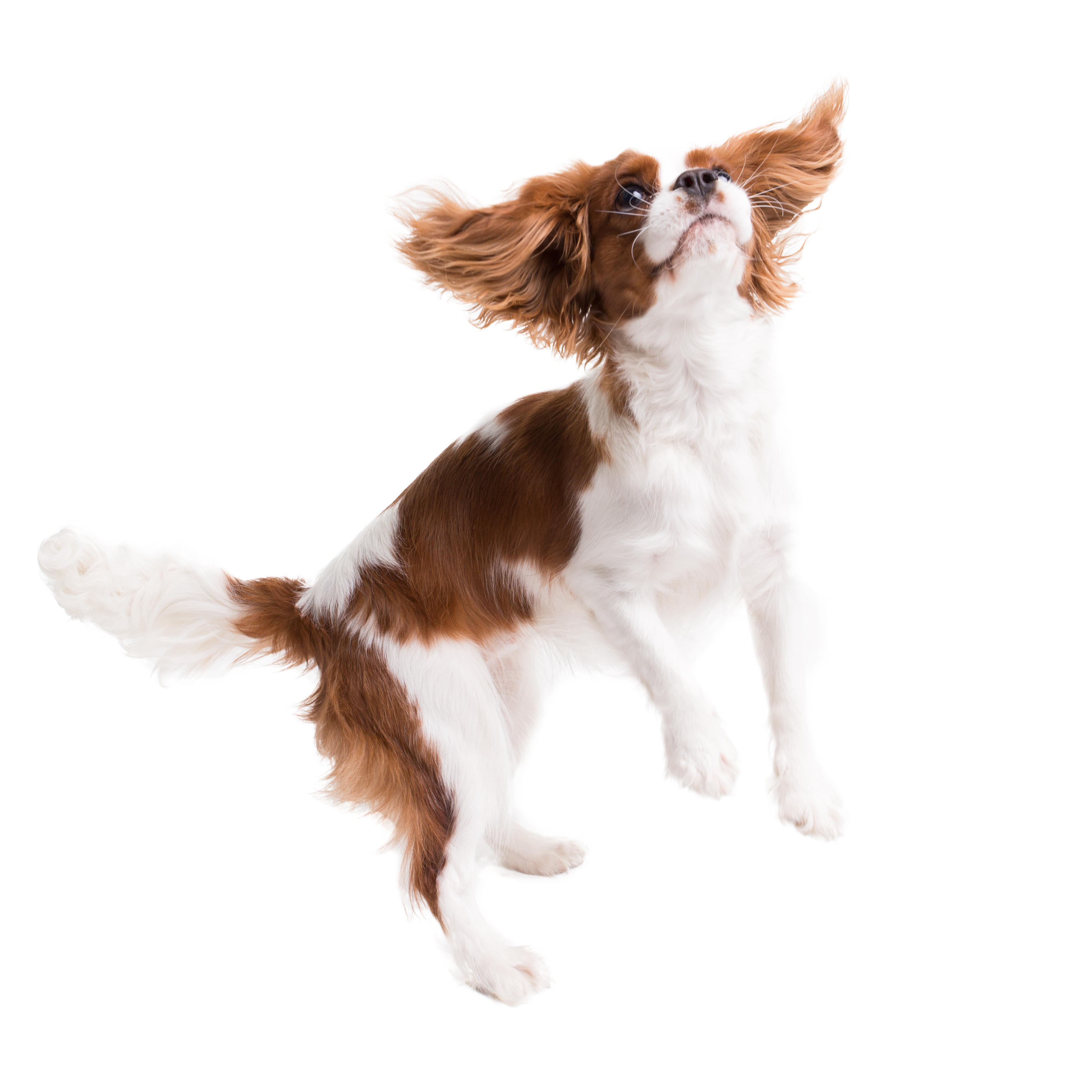 Scenthound - COMING SOON! Olathe (119th & Blackbob) - 11