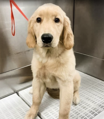 Scenthound - COMING SOON! Olathe (119th & Blackbob) - 3