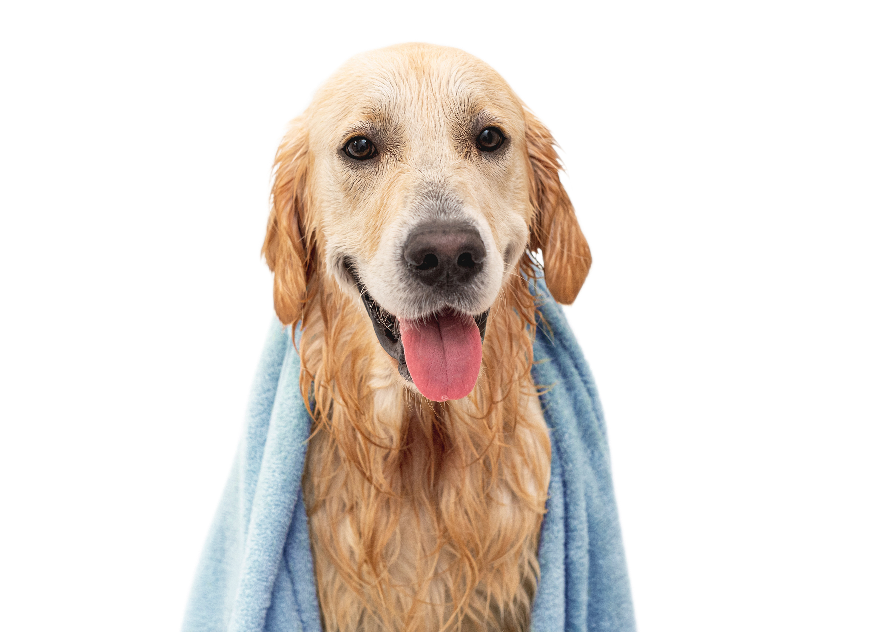 Scenthound - COMING SOON! Olathe (119th & Blackbob) - 10