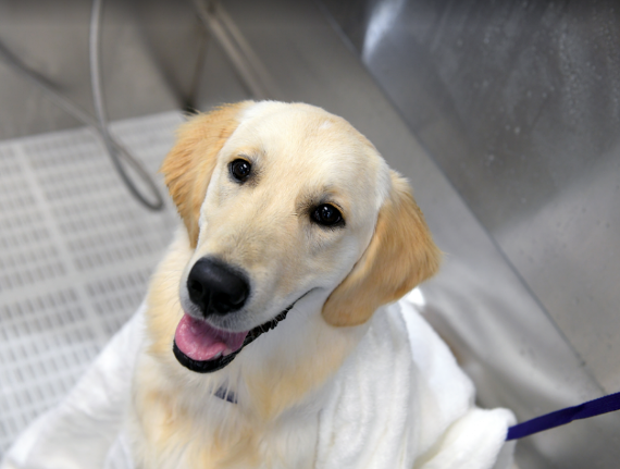 Scenthound - Overland Park, KS (135th & Quivira) - 4