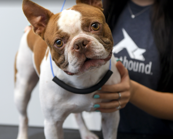 Scenthound - COMING SOON! Olathe (119th & Blackbob) - 8