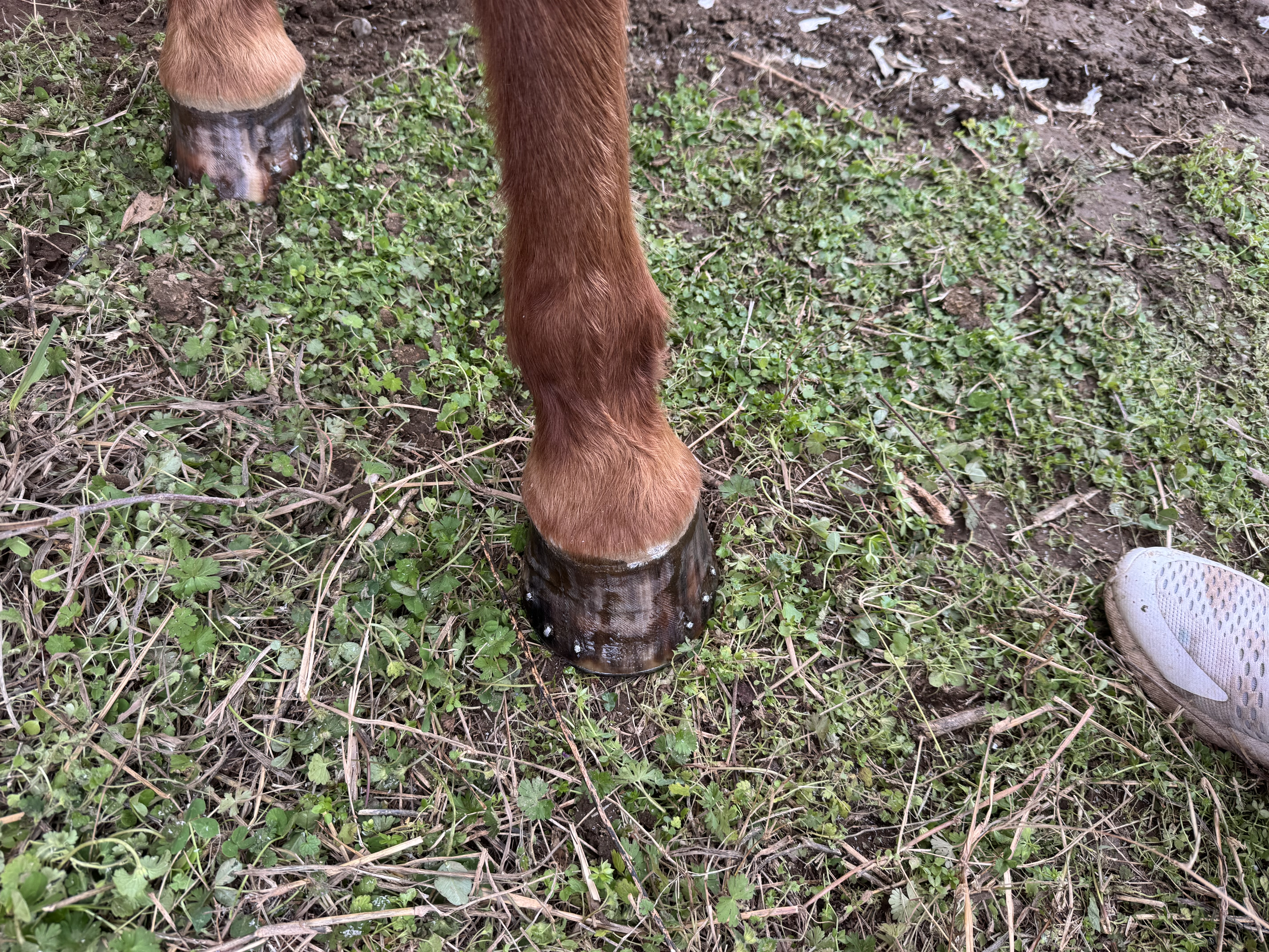 Crazy H Farrier Service - 5