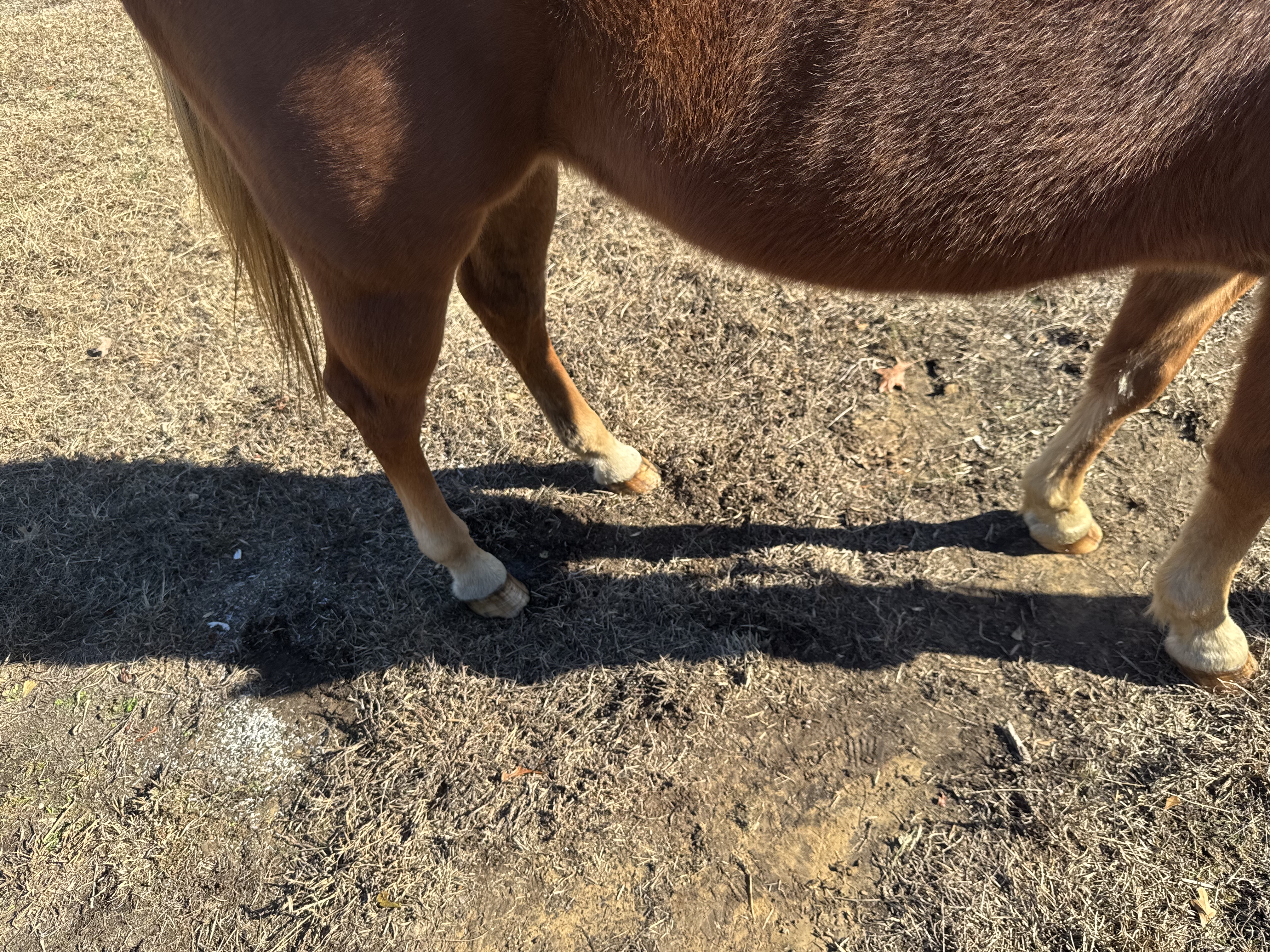 Crazy H Farrier Service - 2