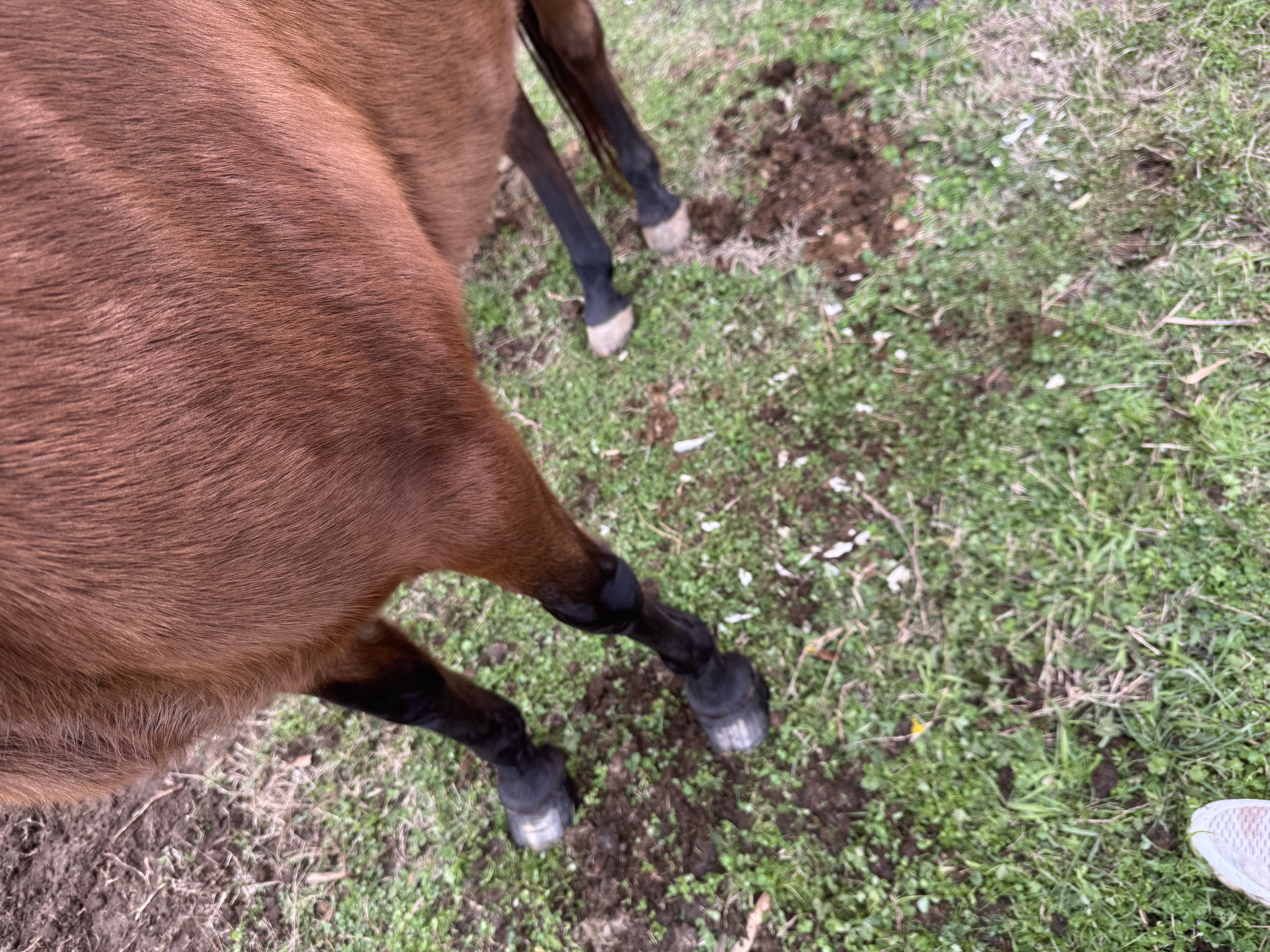Crazy H Farrier Service - 4