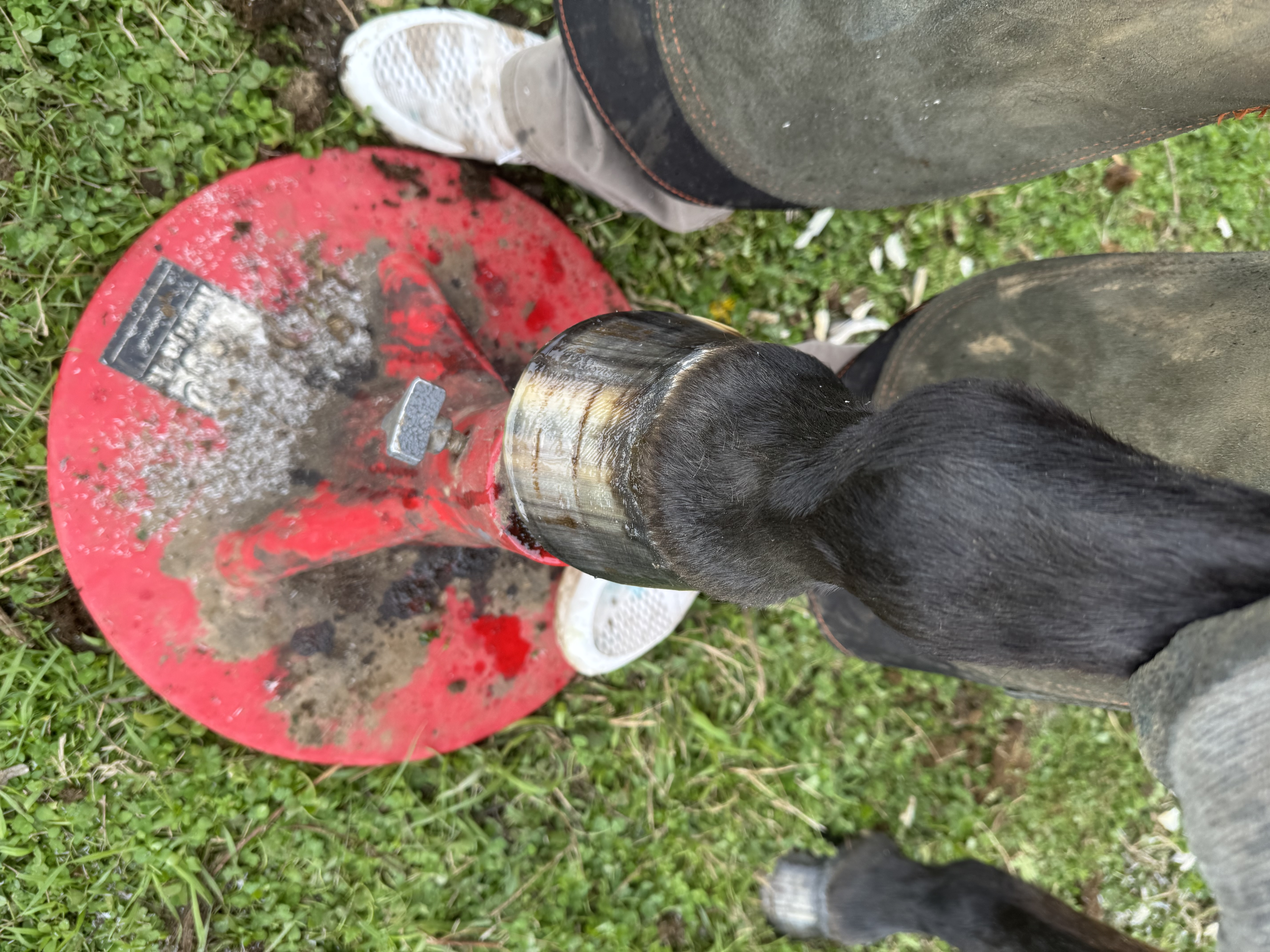 Crazy H Farrier Service - 6