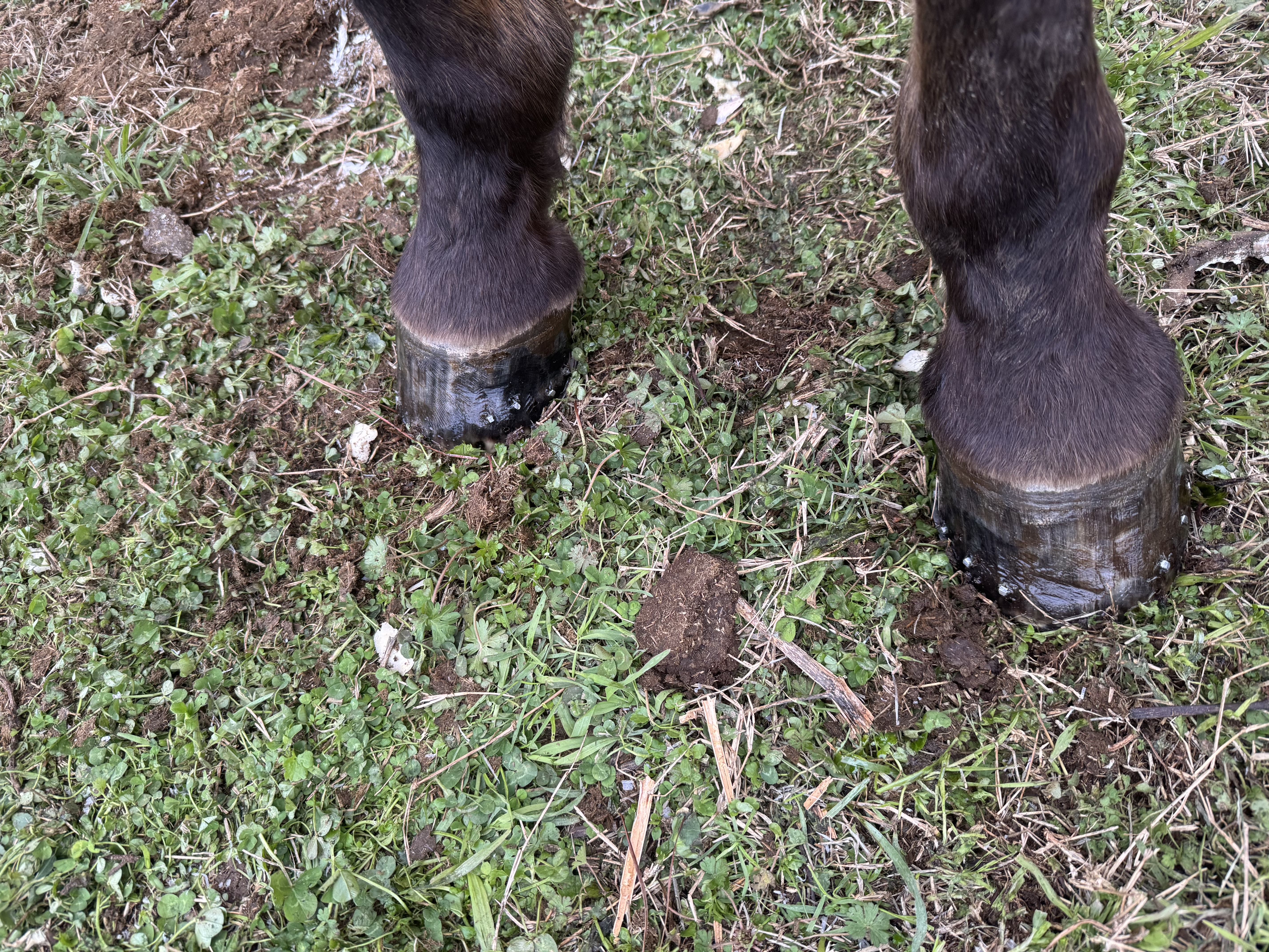 Crazy H Farrier Service - 3
