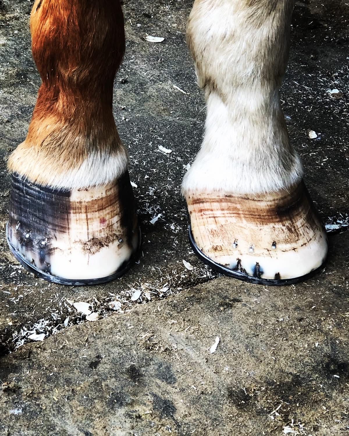 Farrier Services You Can Count On - 3