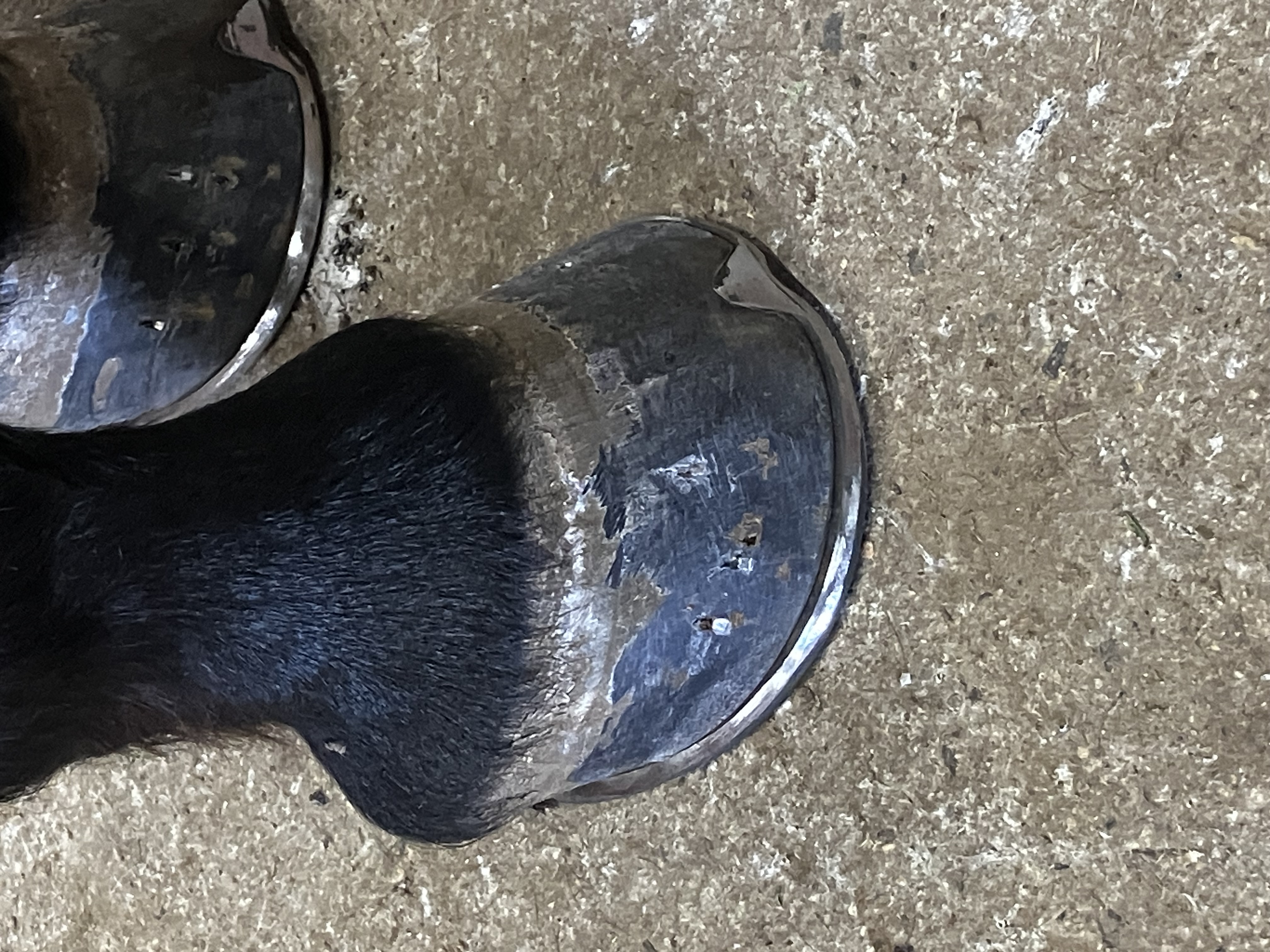 Farrier Services You Can Count On - 9