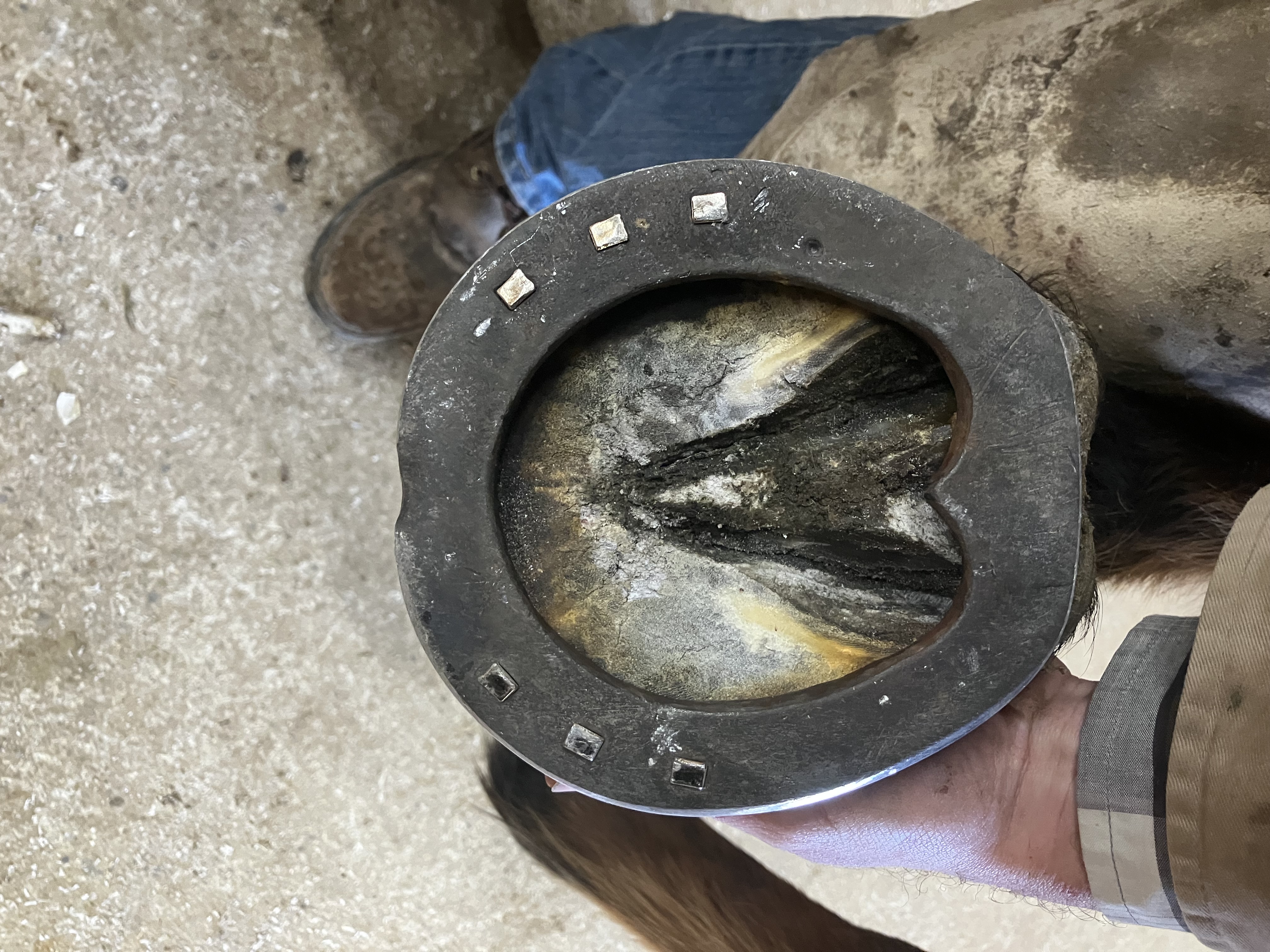 Farrier Services You Can Count On - 6
