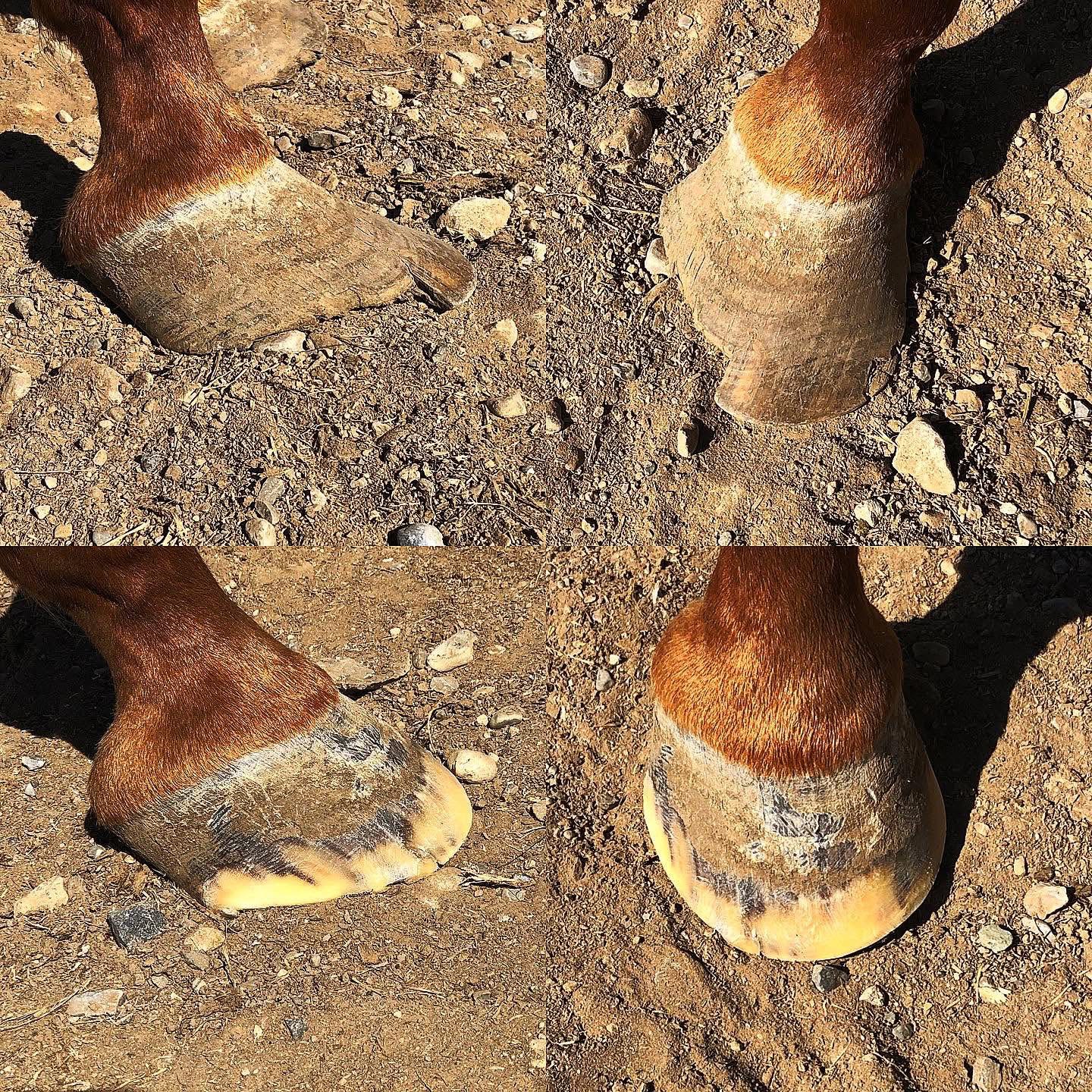 Farrier Services You Can Count On - 2