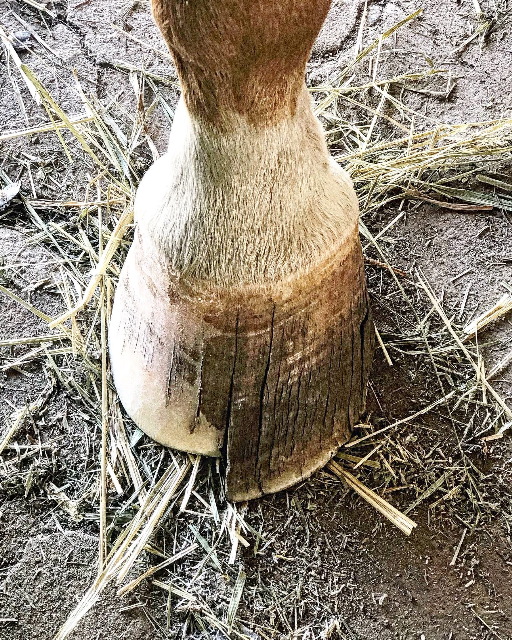 Farrier Services You Can Count On - 5