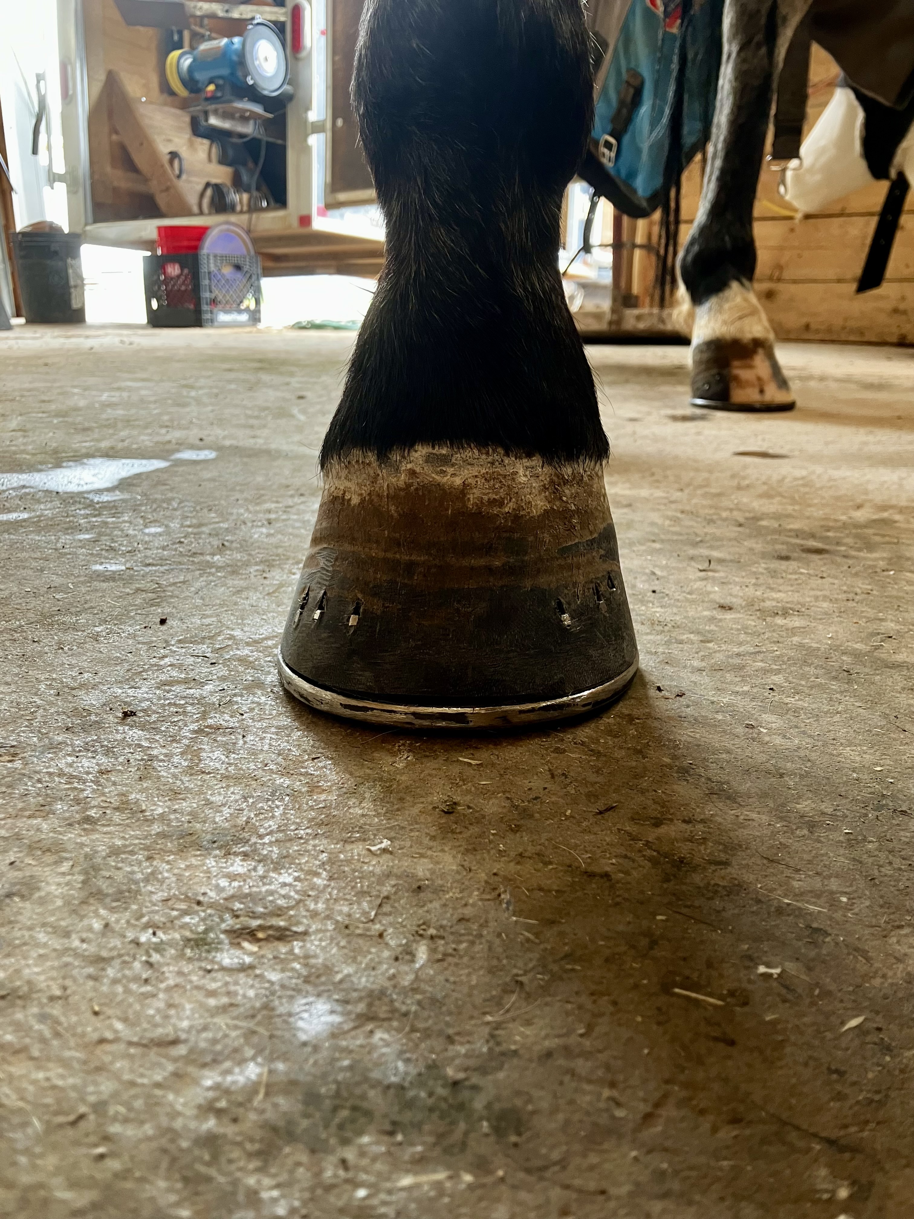 Farrier Services You Can Count On - 4