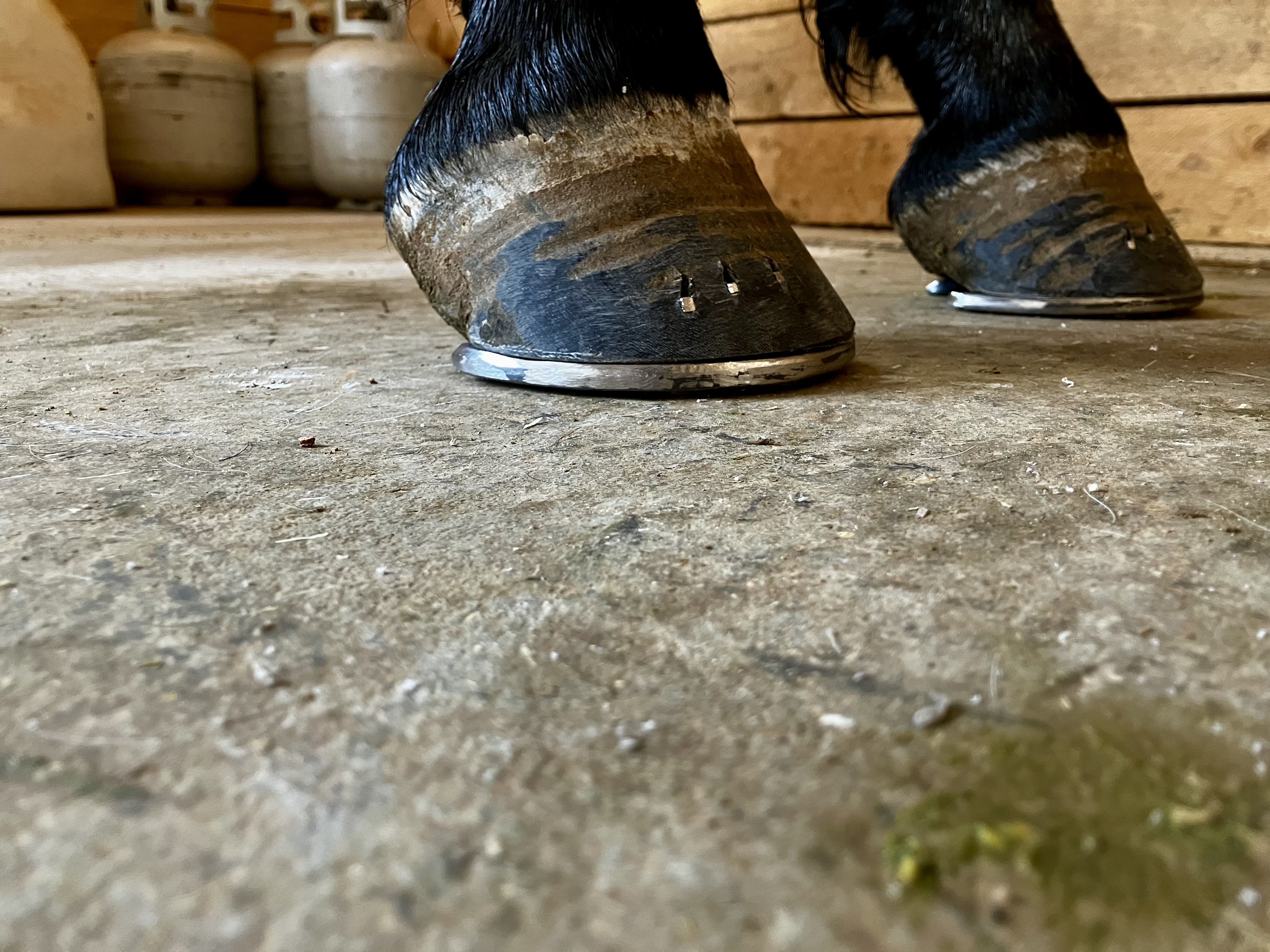 Farrier Services You Can Count On - 11