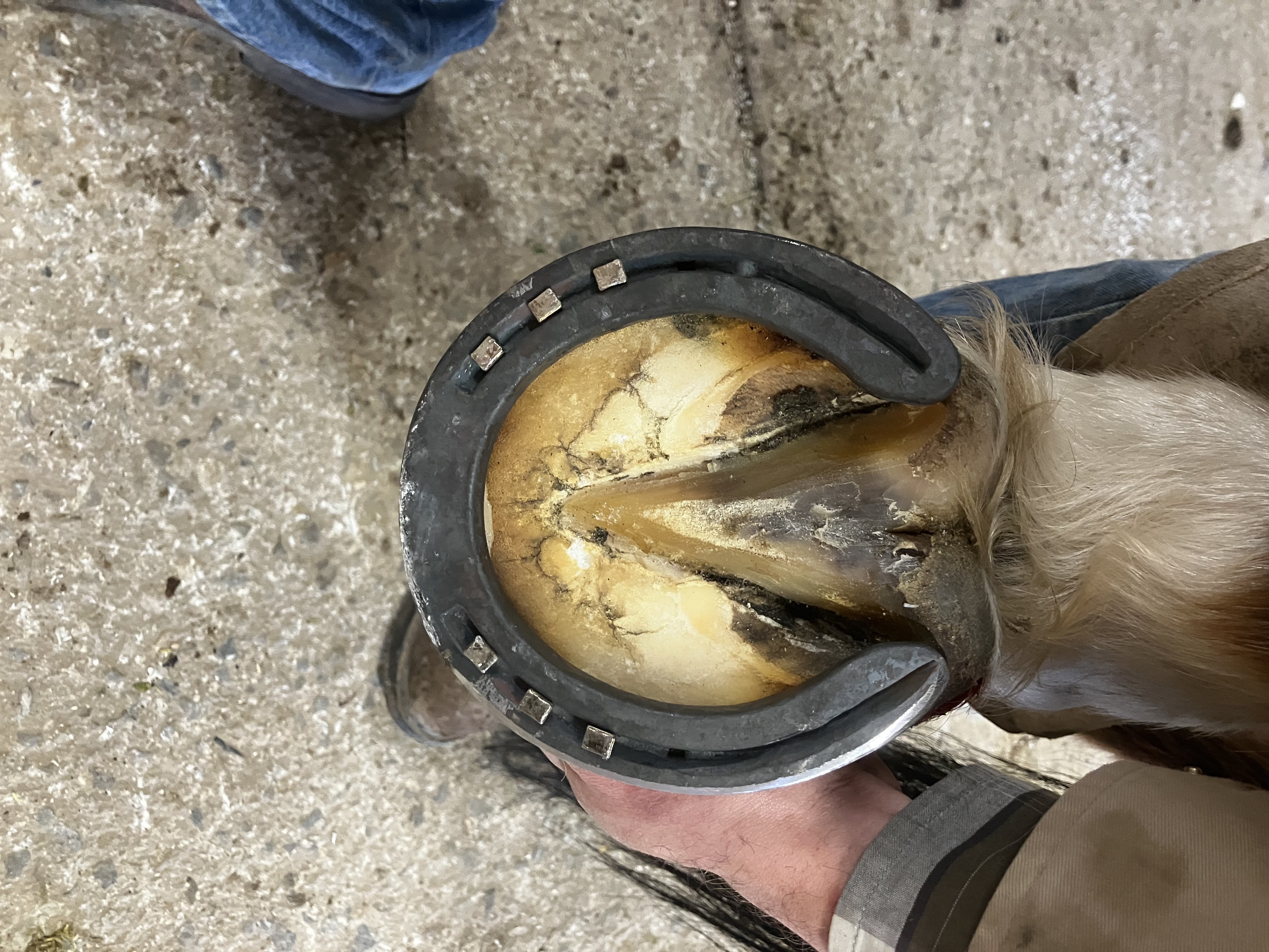 Farrier Services You Can Count On - 7