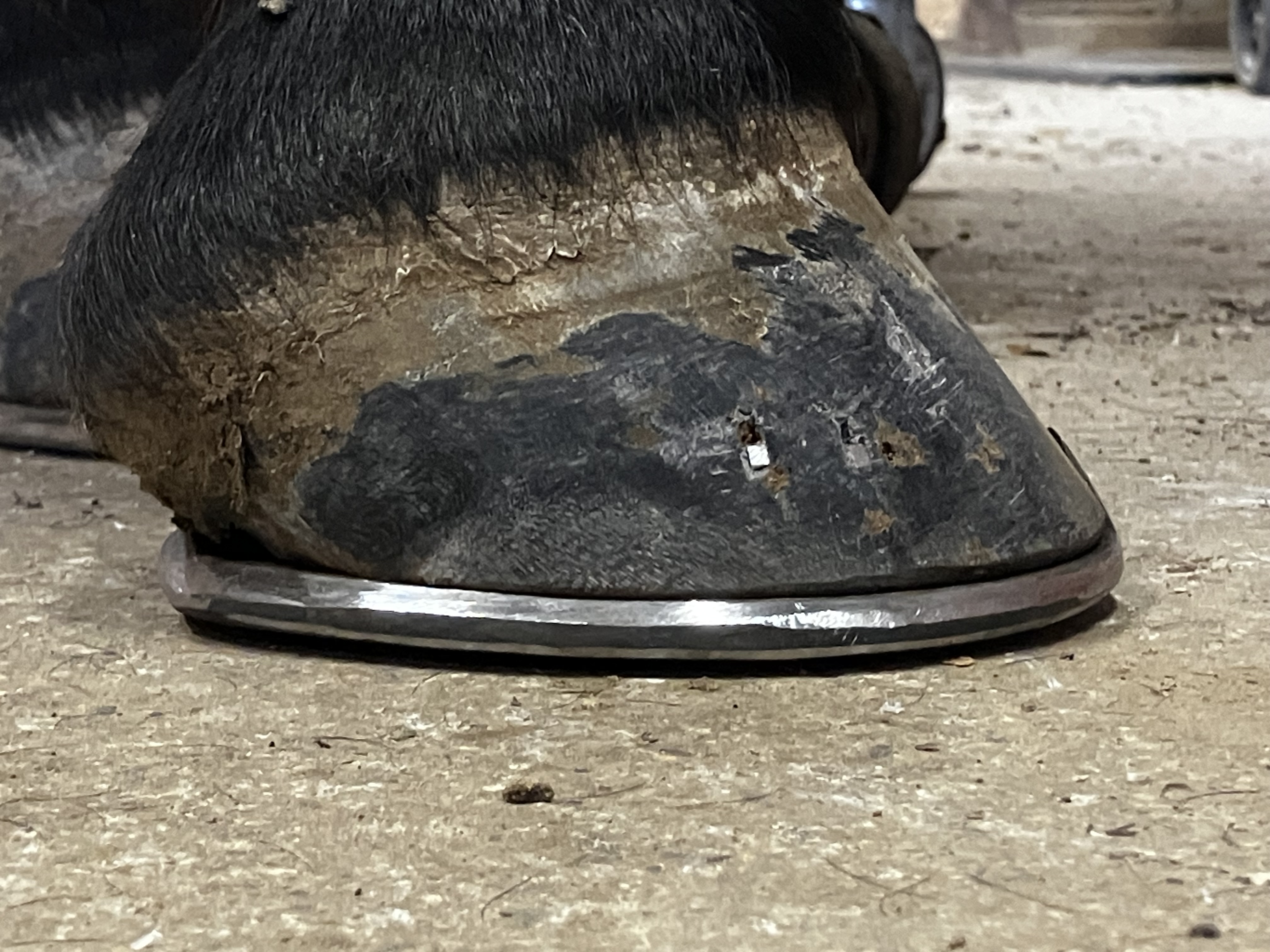 Farrier Services You Can Count On - 10